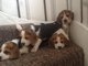 Regalo sólo 2 pedigrí cachorros beagle