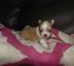 Regalo Super mini chihuahua cachorros - Foto 1