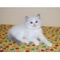 Registrado ragdoll gatitos pedigree