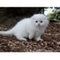 Scottish Fold Kittens - Foto 1