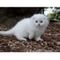 Scottish fold kittens