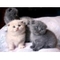 Scottish Fold Kittens gorgeous scottish fold kittens, koele bruin - Foto 1
