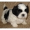 Shih Tzu cachorros en venta - Foto 1