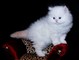 Teacup masculino y gatitos persas femeninos para la adopción