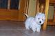 West highland white terrier