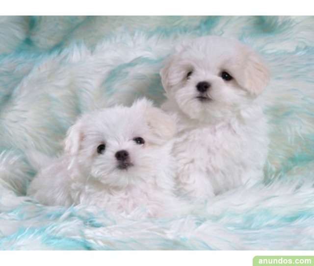 Dog Pictures Cute