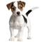 2 de jack russell terrier cachorros