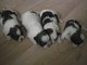 3 cachorros Hombre hermoso de Shih Tzu - Foto 1