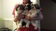 3 cachorros hombre hermoso de shih tzu