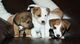 3 tiny hermosa jack russel