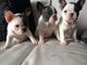 3 X impresionante azul Pied 2 hembras y 1 macho French Bulldogs - Foto 1