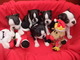 Absolutamente hermosa Boston terrier cachorros bellamente - Foto 1