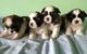 Absolutamente impresionante CACHORROS BOSTON TERRIER - Foto 1