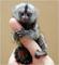 Adorable y dulce de monos capuchinos - Foto 1