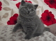 British Shorthair azul Gatitos sueños - Foto 1