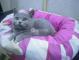 British shorthair azul semental para montas