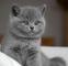 Brittish gatos - Foto 1