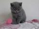 Brittish shorthair for home - Foto 1