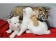 Bueno cachorros de guepardo domesticado, cachorros de tigre, cach - Foto 1