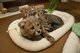 Bueno cachorros de guepardo domesticado, cachorros de tigre, cach - Foto 3