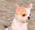 Busco cachorro de Chihuahua Toy - Foto 2
