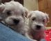 Cachorros Bichon maltes, preciosos - Foto 1