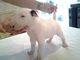 Cachorros Bull Terrier K.c Reg - Foto 1