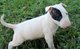 Cachorros bull terrier k.c regyif