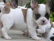 Cachorros bulldog francés - Foto 1