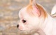 Cachorros Chihuahua Toy autenticos - Foto 2