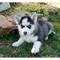 Cachorros ckc registrado blue eye siberian husky disponibles