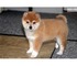 Cachorros jolly de shiba inu