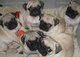 Cachorros pug magníficas machos y hembras disponibles