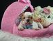 Calidad cachorros bulldog francés para adopción