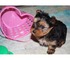 Cass floreros cachorros Yorkshire Terrier - Foto 1