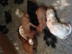 Cavalier king charles cachorros - Foto 1