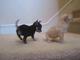 Chihuahua cachorros adorables para adopción en un hogar - Foto 1