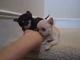Chihuahua cachorros adorables para adopción en un hogar - Foto 2