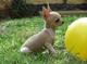 Chihuahua macho para entregar con dos meses 150 euro - Foto 1
