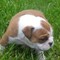 Chumullo mariescachorros de bulldog ingleses adopción disponible