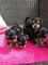 Disponible cachorros yorkshire - Foto 1