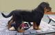 Excelente camada de rottweiler, edad 3 meses?