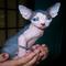 Gatitos sphynx kbc en venta - Foto 1