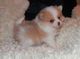 Hermosa y pequeña pomerania disponible en adopcion - Foto 1