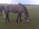 Hermosos caballos Friesian Castrado Venta - Foto 1
