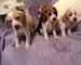 Hermosos cachorros Beagle - Foto 1