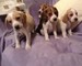 Hermosos cachorros beagle