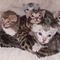 Hermosos gatitos pedigrí de bengala