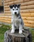 Husky Siberiano Cachorros - Foto 1