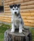 Husky siberiano cachorros